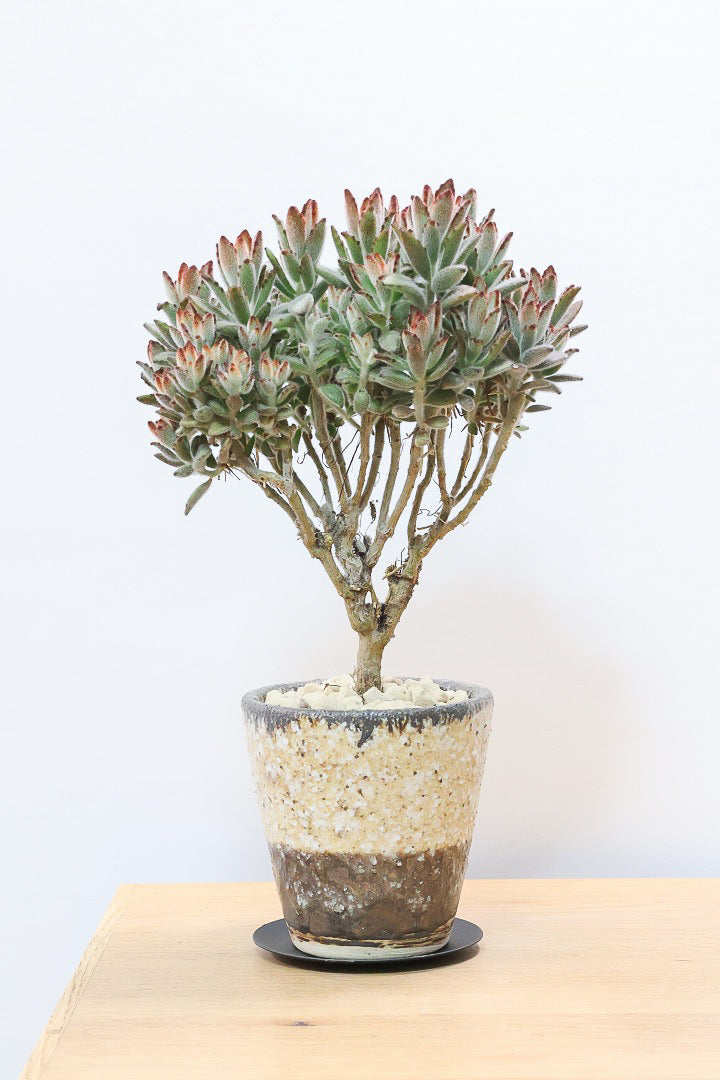 【カランコエ クロトジ】ぬいぐるみのような心地いい質感の葉。ずっと触っていたくなるような葉っぱなんですよ！