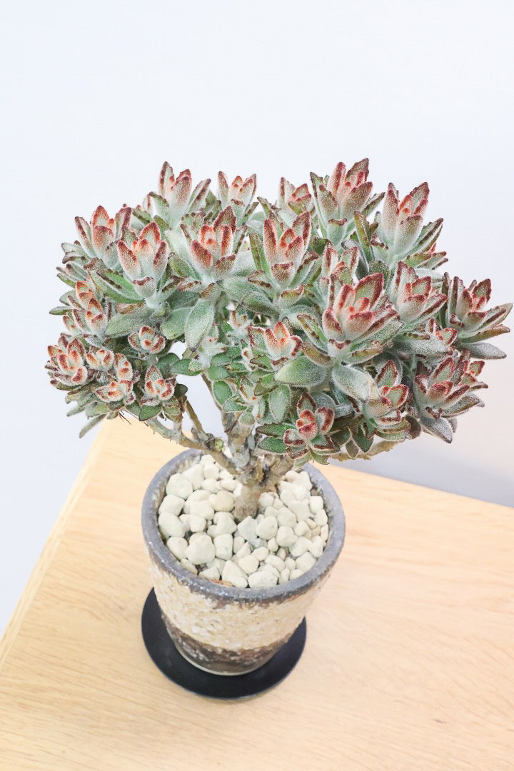 【カランコエ クロトジ】ぬいぐるみのような心地いい質感の葉。ずっと触っていたくなるような葉っぱなんですよ！