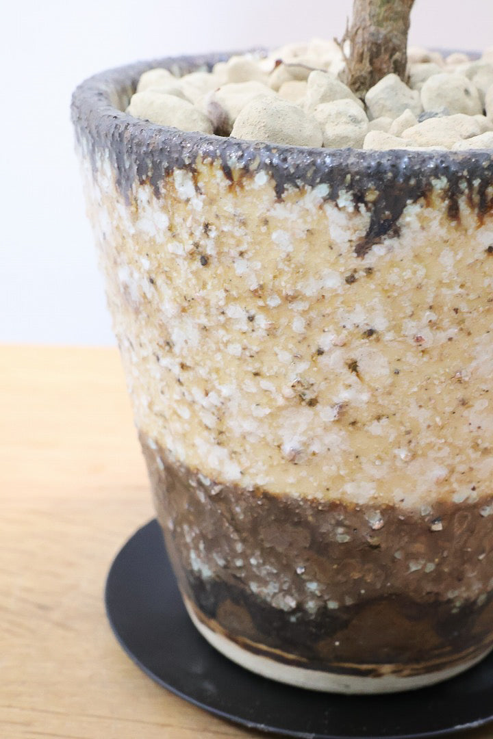 【カランコエ クロトジ】ぬいぐるみのような心地いい質感の葉。ずっと触っていたくなるような葉っぱなんですよ！