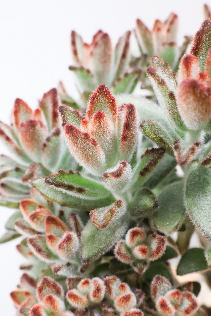 【カランコエ クロトジ】ぬいぐるみのような心地いい質感の葉。ずっと触っていたくなるような葉っぱなんですよ！