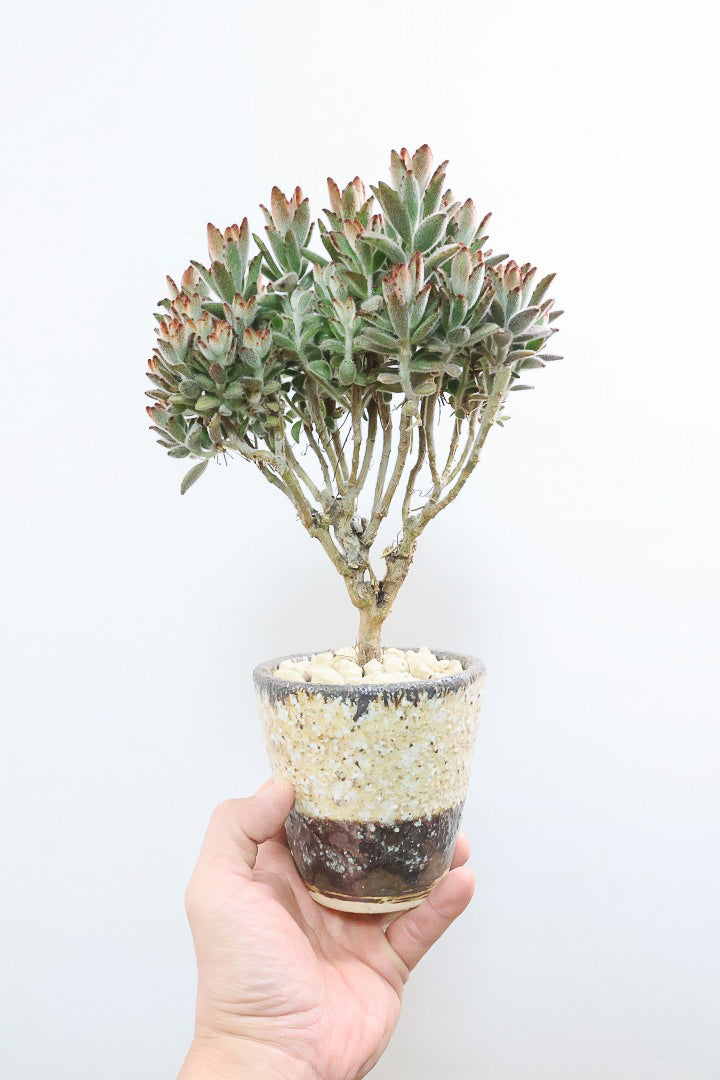 【カランコエ クロトジ】ぬいぐるみのような心地いい質感の葉。ずっと触っていたくなるような葉っぱなんですよ！