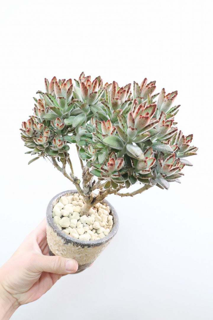 【カランコエ クロトジ】ぬいぐるみのような心地いい質感の葉。ずっと触っていたくなるような葉っぱなんですよ！