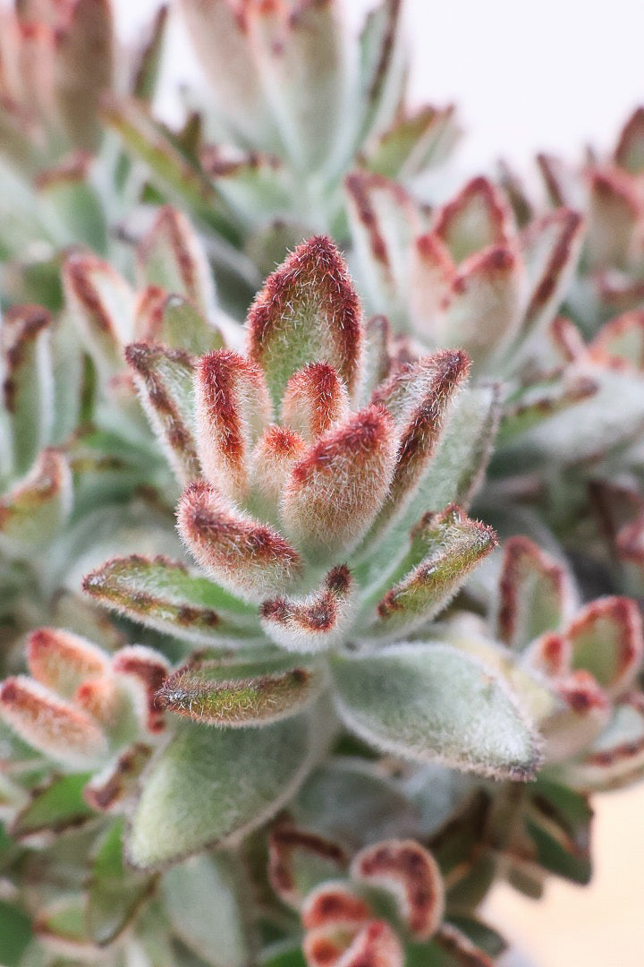 【カランコエ クロトジ】ぬいぐるみのような心地いい質感の葉。ずっと触っていたくなるような葉っぱなんですよ！