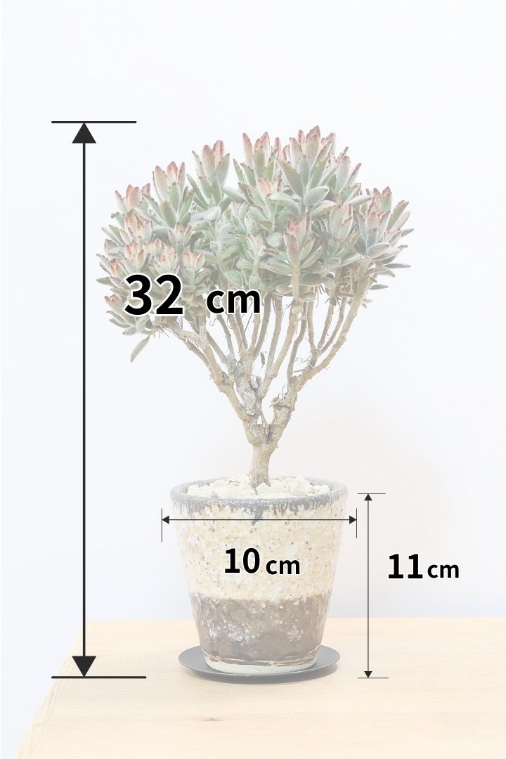 【カランコエ クロトジ】ぬいぐるみのような心地いい質感の葉。ずっと触っていたくなるような葉っぱなんですよ！