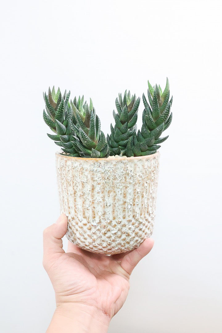 【ハオルチア カルウィニー】ゼブラ模様がとても素敵な硬葉タイプ！群生していますので、ボリュームがありますよ！