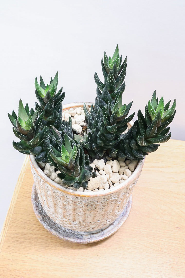 【ハオルチア カルウィニー】ゼブラ模様がとても素敵な硬葉タイプ！群生していますので、ボリュームがありますよ！