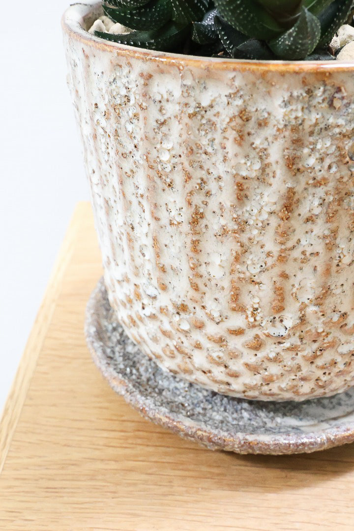 【ハオルチア カルウィニー】ゼブラ模様がとても素敵な硬葉タイプ！群生していますので、ボリュームがありますよ！