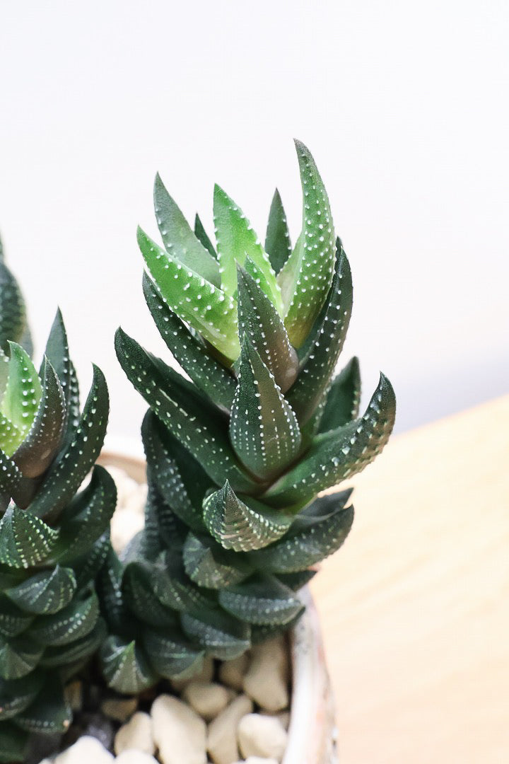 【ハオルチア カルウィニー】ゼブラ模様がとても素敵な硬葉タイプ！群生していますので、ボリュームがありますよ！