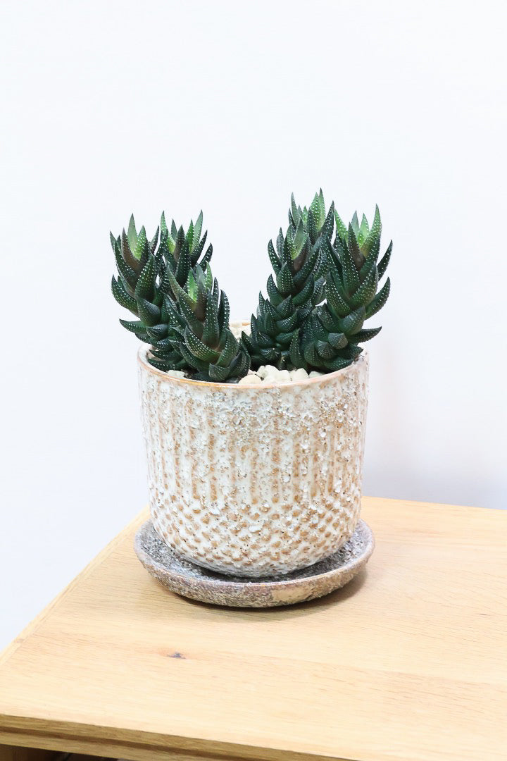 【ハオルチア カルウィニー】ゼブラ模様がとても素敵な硬葉タイプ！群生していますので、ボリュームがありますよ！