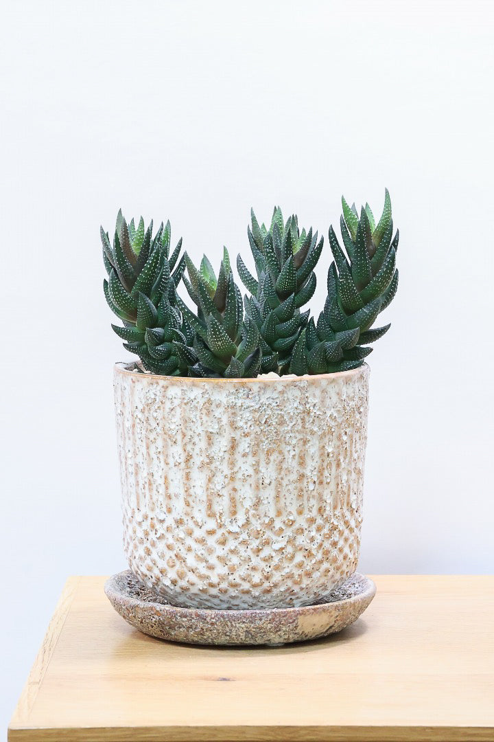 【ハオルチア カルウィニー】ゼブラ模様がとても素敵な硬葉タイプ！群生していますので、ボリュームがありますよ！