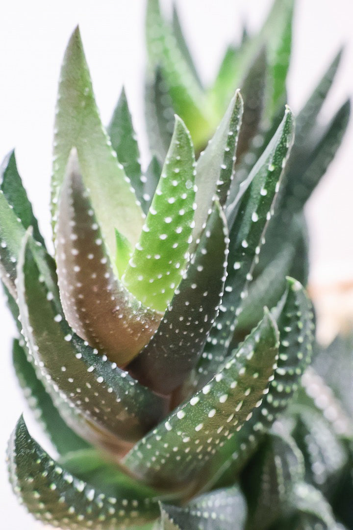 【ハオルチア カルウィニー】ゼブラ模様がとても素敵な硬葉タイプ！群生していますので、ボリュームがありますよ！