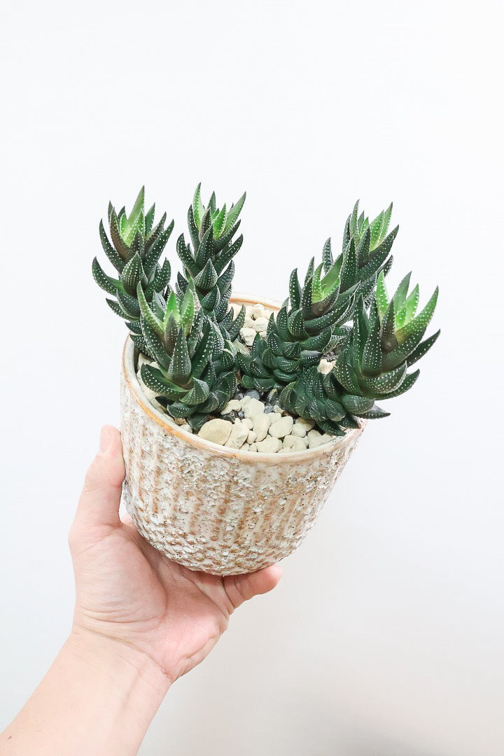 【ハオルチア カルウィニー】ゼブラ模様がとても素敵な硬葉タイプ！群生していますので、ボリュームがありますよ！