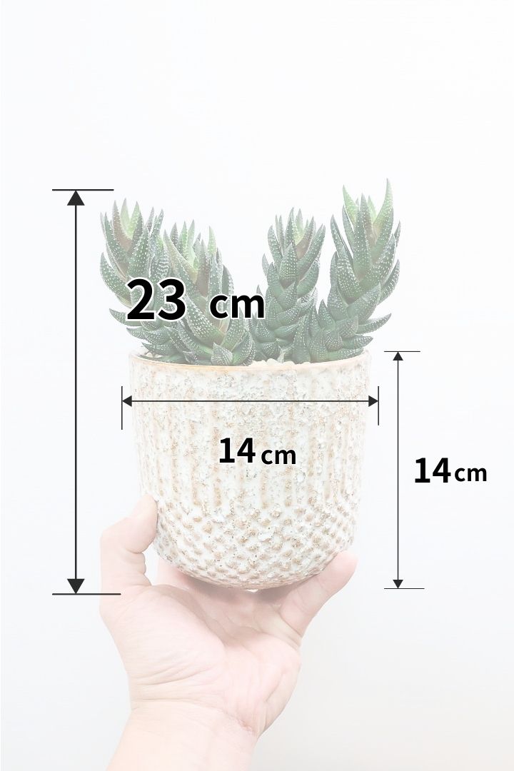 【ハオルチア カルウィニー】ゼブラ模様がとても素敵な硬葉タイプ！群生していますので、ボリュームがありますよ！