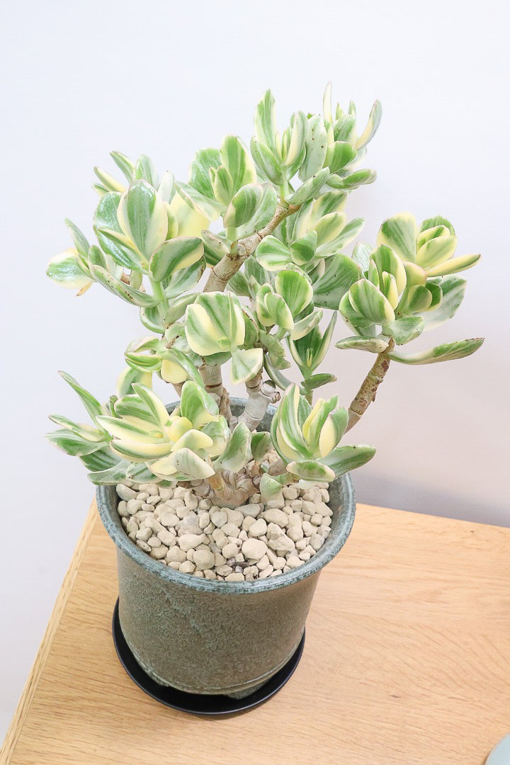 クラッスラ 花月錦GR61391| 観葉植物の通信販売 | APEGO(アペーゴ)