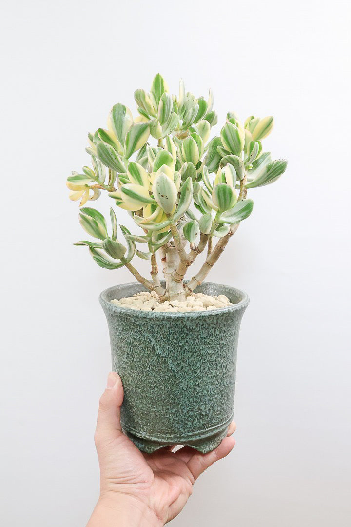 クラッスラ 花月錦GR61391| 観葉植物の通信販売 | APEGO(アペーゴ)