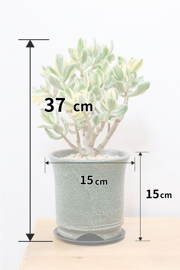 【クラッスラ 花月錦】ここまでの幹の物はまぁ他にはないと思います！植物というよりもはやアートです！