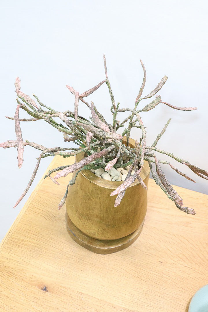 【ユーフォルビア プラティクラーダ】通称ゾンビプランツ！個性的なフォルムの多肉植物！今回はミニサイズでの入荷です！