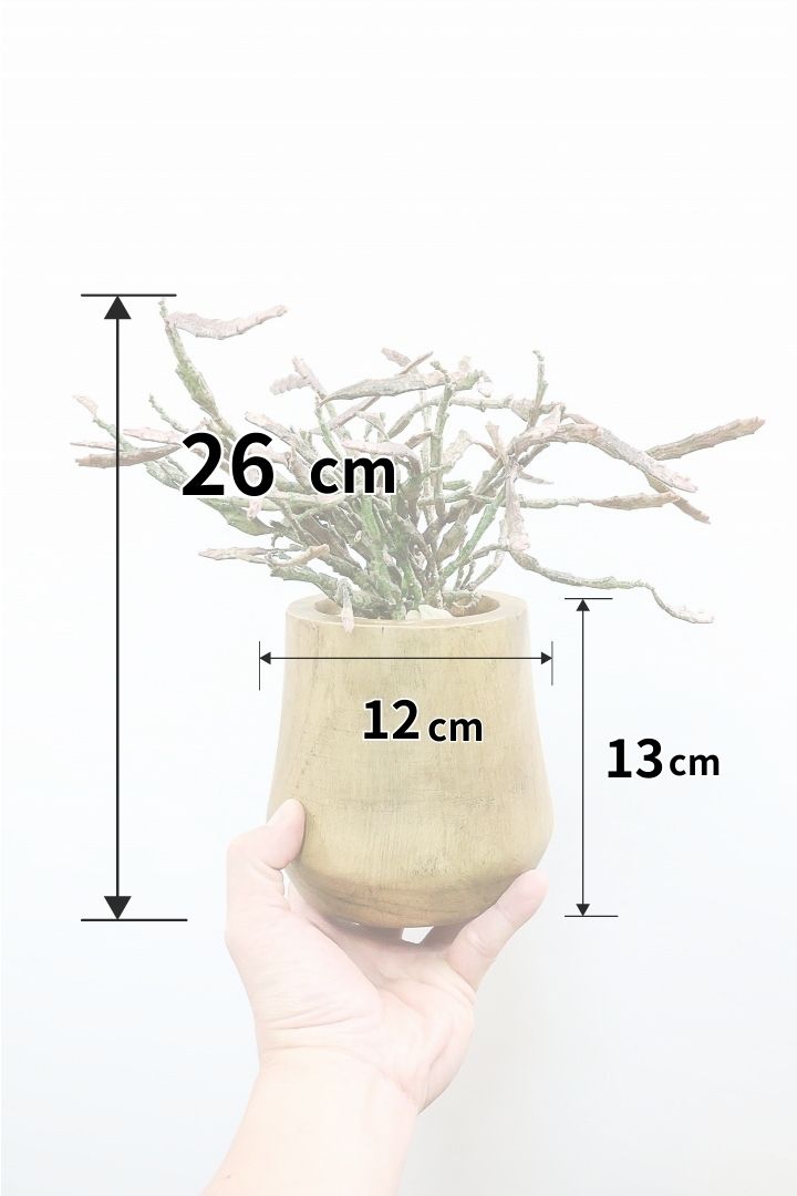 【ユーフォルビア プラティクラーダ】通称ゾンビプランツ！個性的なフォルムの多肉植物！今回はミニサイズでの入荷です！
