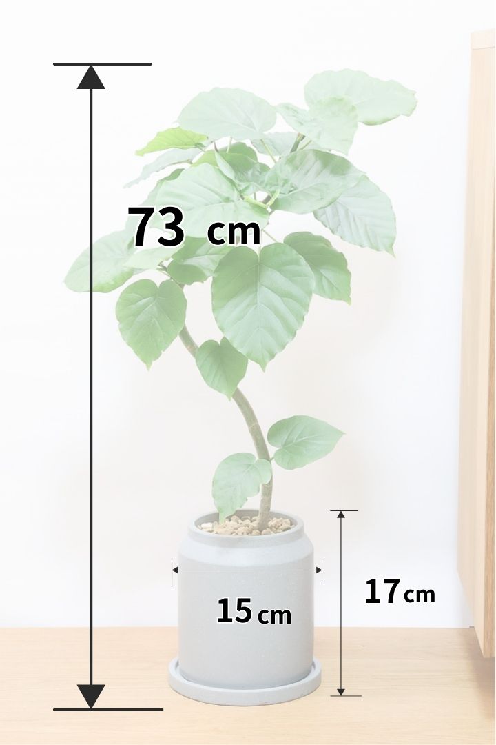 【ウンベラータ】この樹形はホント素晴らしいと思う！生産者さんが手間暇かけて作った会心の1鉢です！