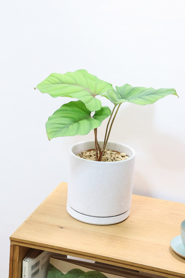 【ホマロメナ SPレッド】これがラストの在庫です！葉の表面の質感に惚れて仕入れてきました！