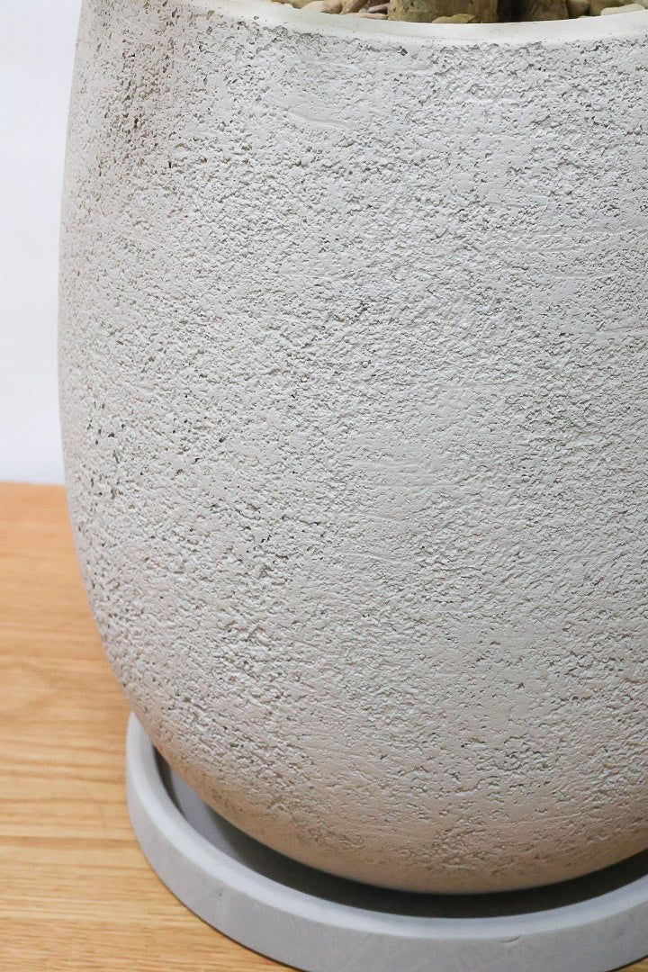 【バッサイア】超BIGサイズ！スタイリッシュな樹形に大きな葉がアクセントになった樹形！