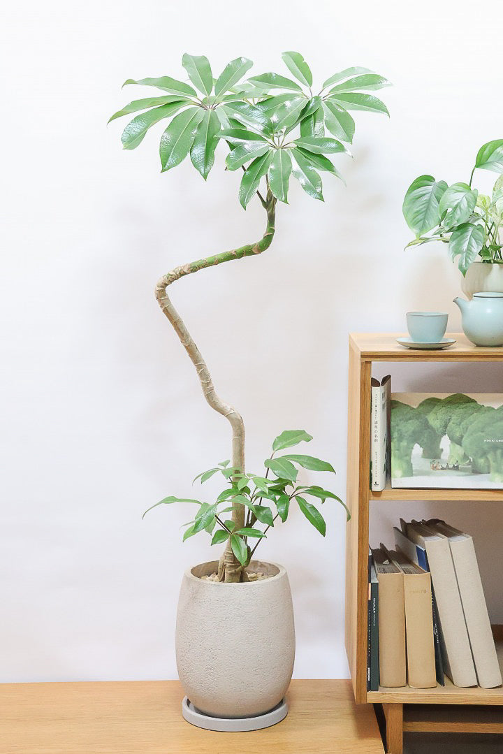 【バッサイア】超BIGサイズ！スタイリッシュな樹形に大きな葉がアクセントになった樹形！