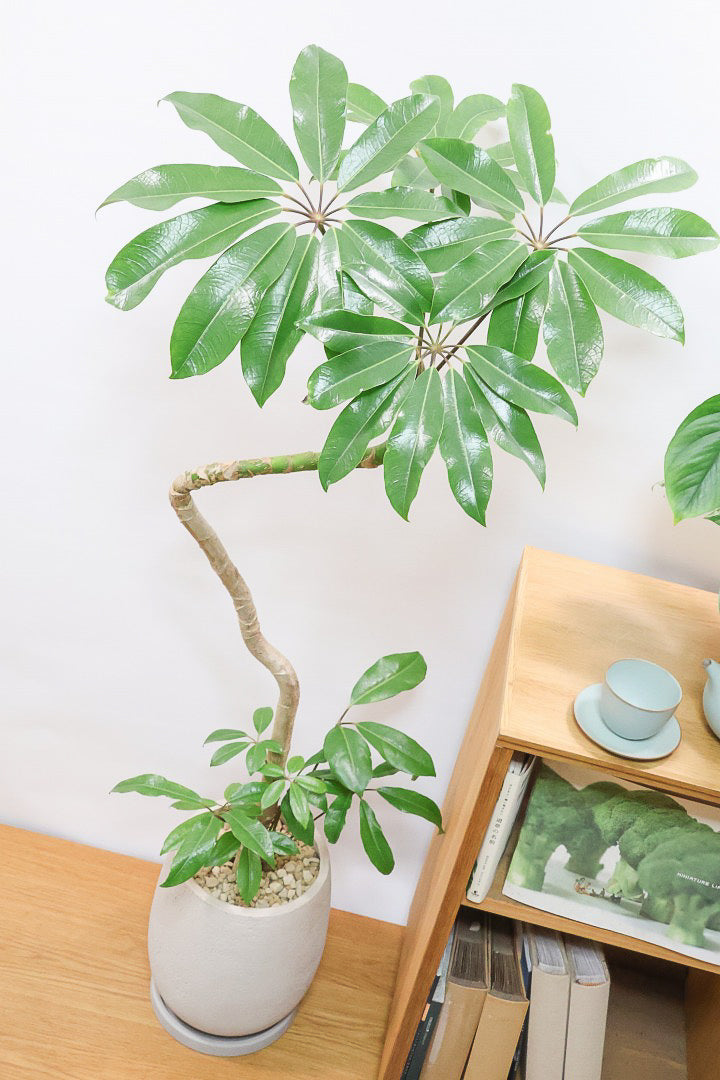 【バッサイア】超BIGサイズ！スタイリッシュな樹形に大きな葉がアクセントになった樹形！