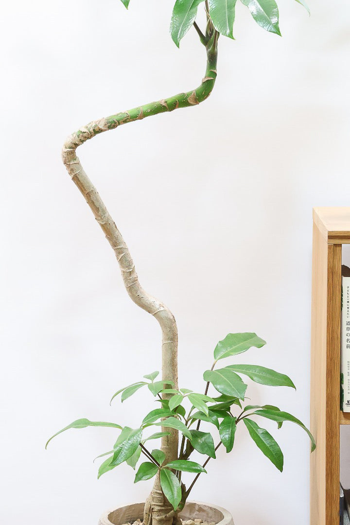 【バッサイア】超BIGサイズ！スタイリッシュな樹形に大きな葉がアクセントになった樹形！