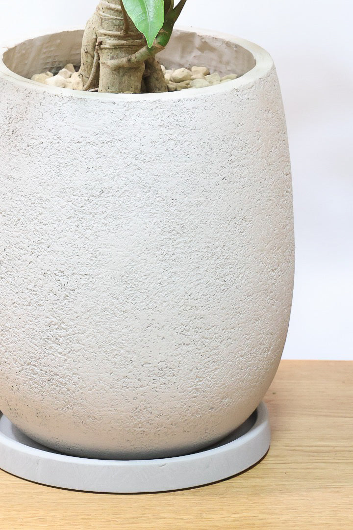 【バッサイア】超BIGサイズ！スタイリッシュな樹形に大きな葉がアクセントになった樹形！