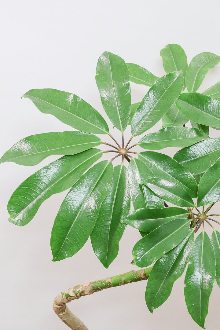 【バッサイア】超BIGサイズ！スタイリッシュな樹形に大きな葉がアクセントになった樹形！