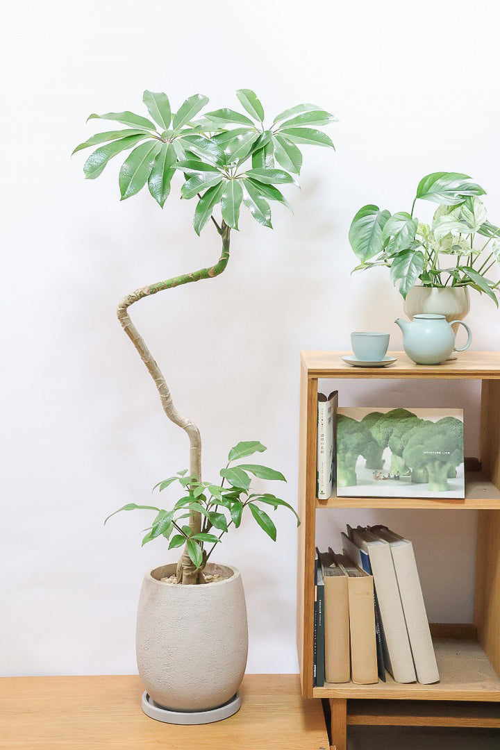 【バッサイア】超BIGサイズ！スタイリッシュな樹形に大きな葉がアクセントになった樹形！