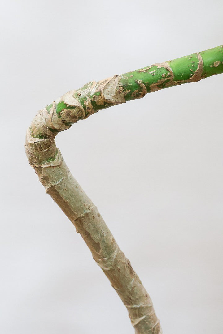 【バッサイア】超BIGサイズ！スタイリッシュな樹形に大きな葉がアクセントになった樹形！