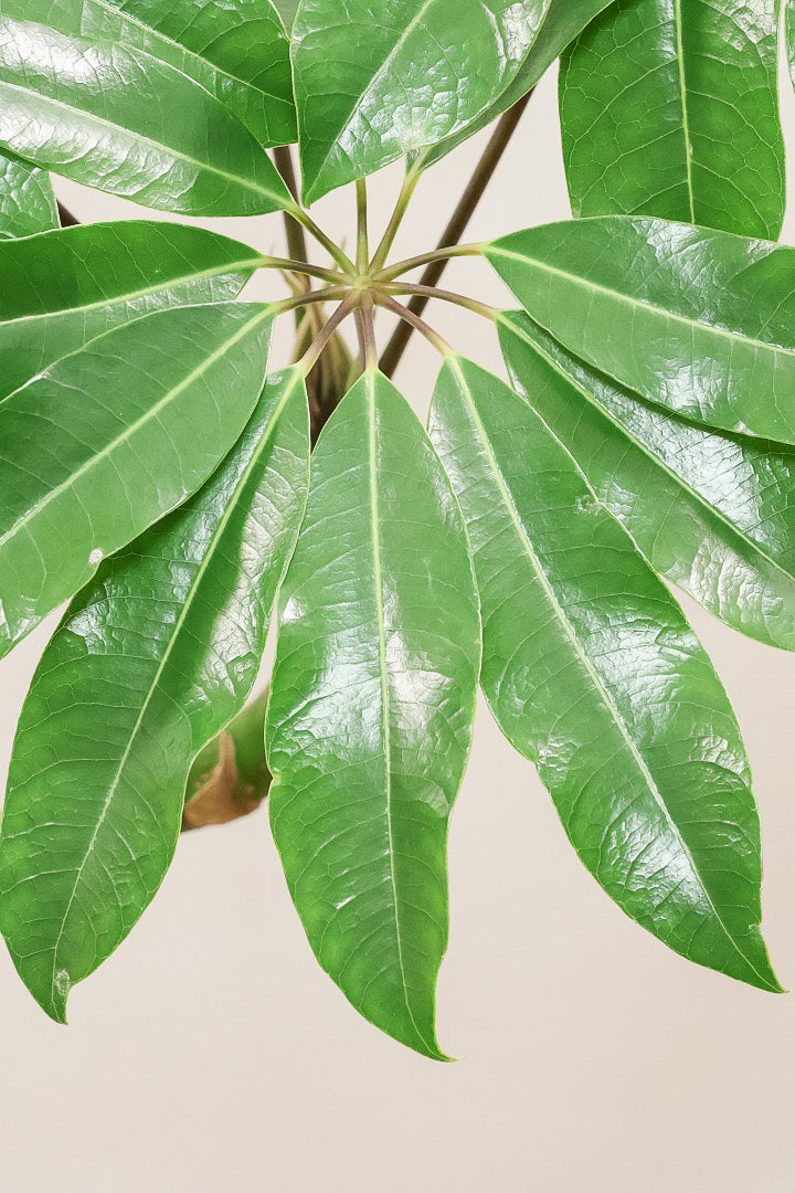 【バッサイア】超BIGサイズ！スタイリッシュな樹形に大きな葉がアクセントになった樹形！