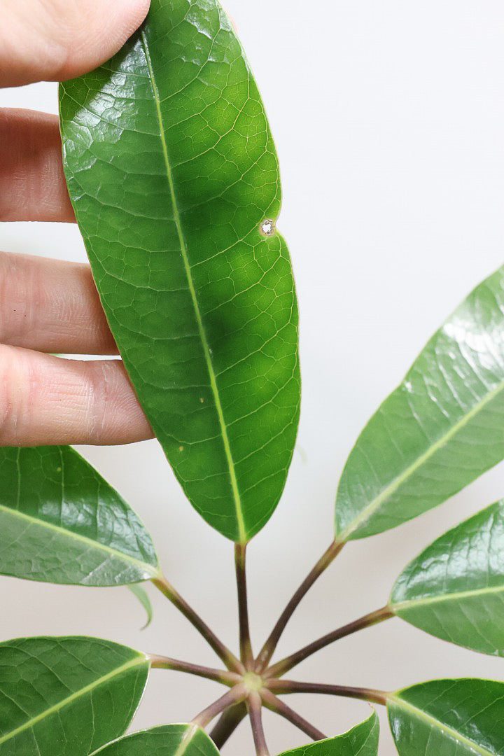 【バッサイア】超BIGサイズ！スタイリッシュな樹形に大きな葉がアクセントになった樹形！