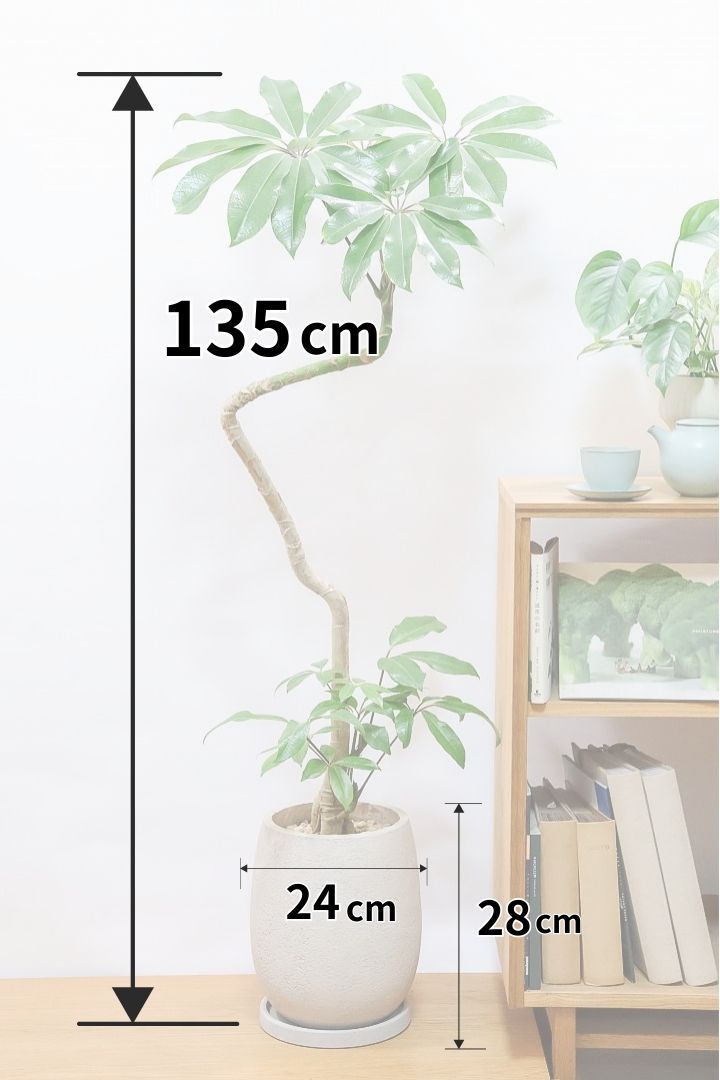 【バッサイア】超BIGサイズ！スタイリッシュな樹形に大きな葉がアクセントになった樹形！