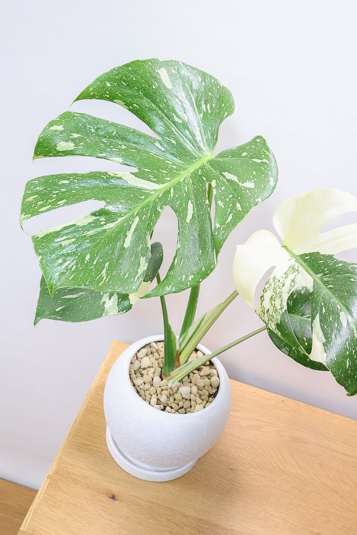 【モンステラ タイコンステレーション】丸いフォルムのかわいいPOT！タイコンらしい散斑が美しい素晴らしい個体です！おすすめ！