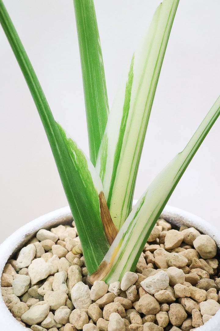 【モンステラ タイコンステレーション】丸いフォルムのかわいいPOT！タイコンらしい散斑が美しい素晴らしい個体です！おすすめ！