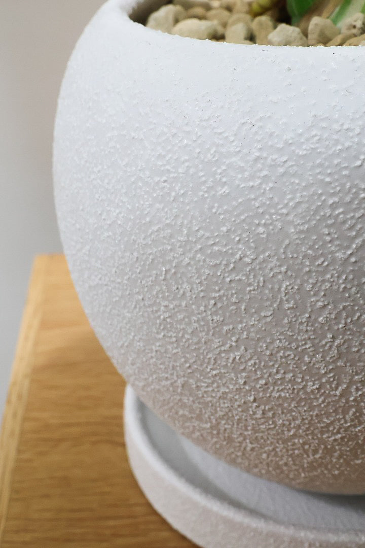 【モンステラ タイコンステレーション】丸いフォルムのかわいいPOT！タイコンらしい散斑が美しい素晴らしい個体です！おすすめ！