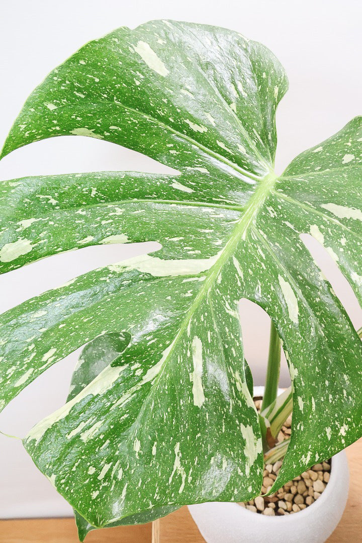 【モンステラ タイコンステレーション】丸いフォルムのかわいいPOT！タイコンらしい散斑が美しい素晴らしい個体です！おすすめ！