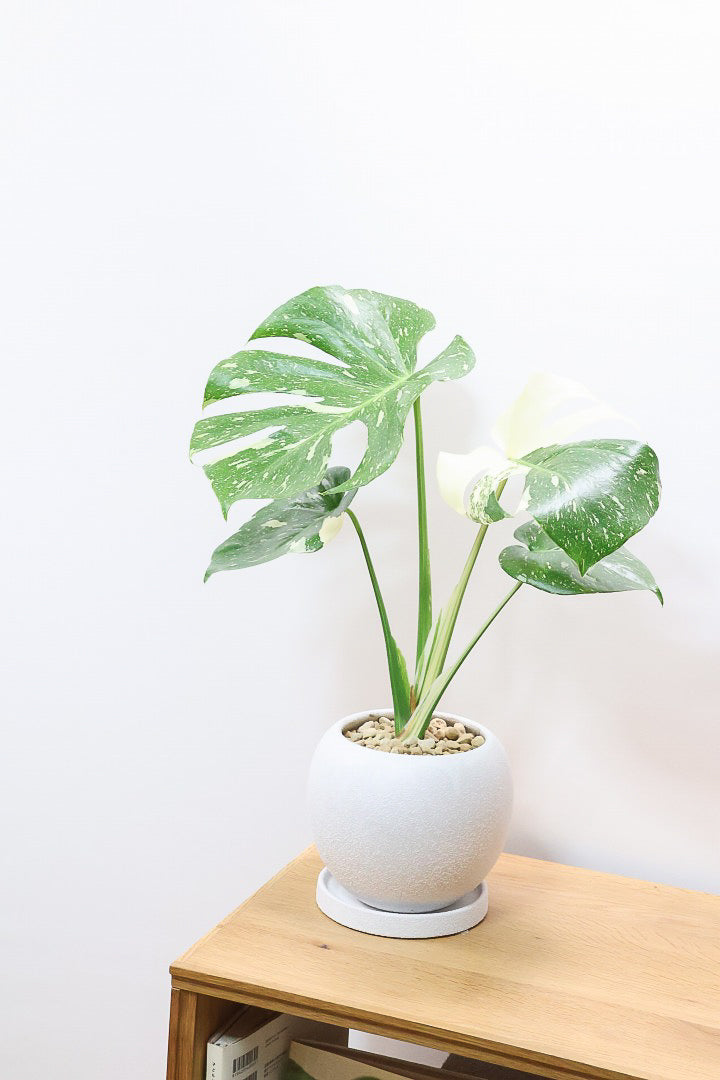 【モンステラ タイコンステレーション】丸いフォルムのかわいいPOT！タイコンらしい散斑が美しい素晴らしい個体です！おすすめ！