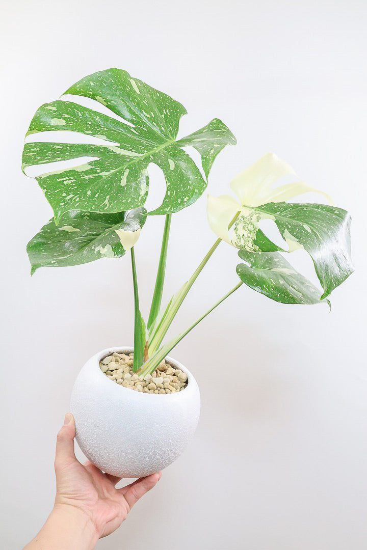 【モンステラ タイコンステレーション】丸いフォルムのかわいいPOT！タイコンらしい散斑が美しい素晴らしい個体です！おすすめ！