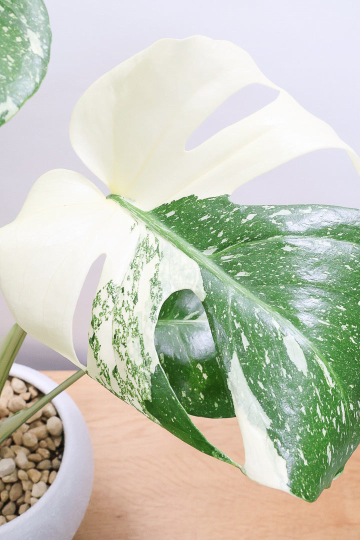 【モンステラ タイコンステレーション】丸いフォルムのかわいいPOT！タイコンらしい散斑が美しい素晴らしい個体です！おすすめ！