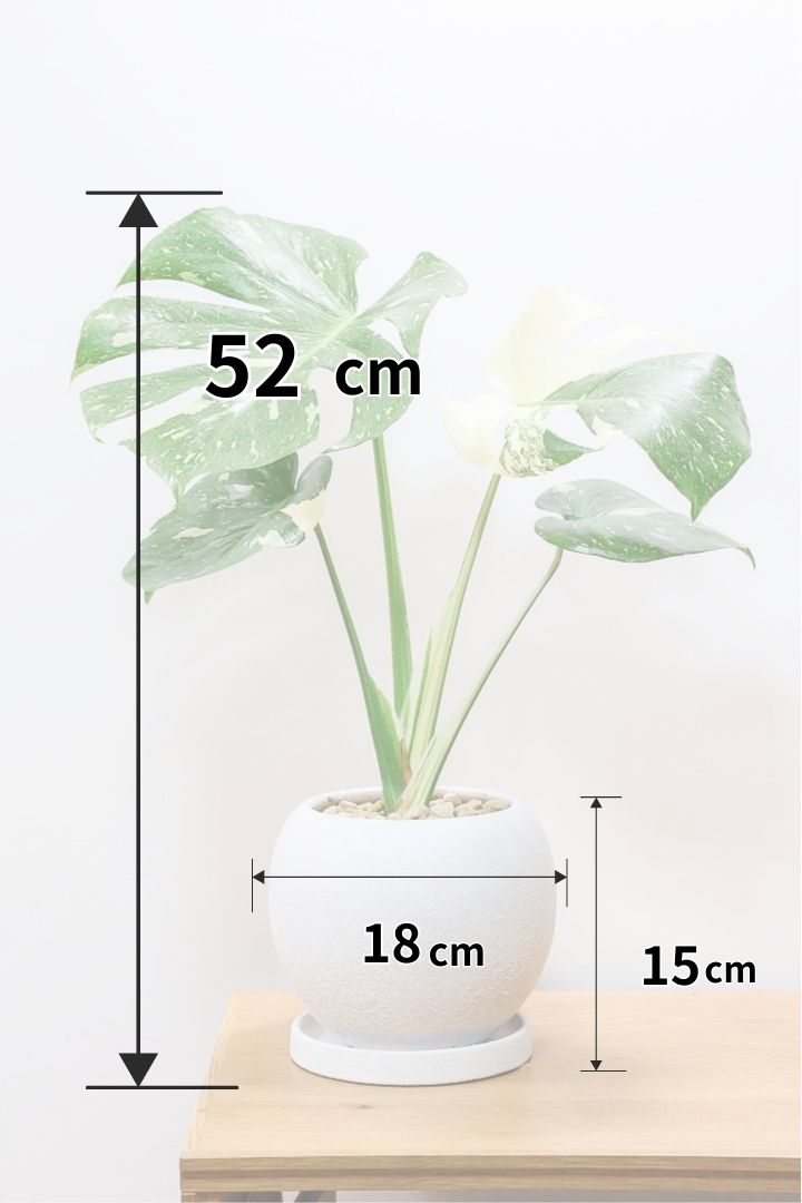 【モンステラ タイコンステレーション】丸いフォルムのかわいいPOT！タイコンらしい散斑が美しい素晴らしい個体です！おすすめ！