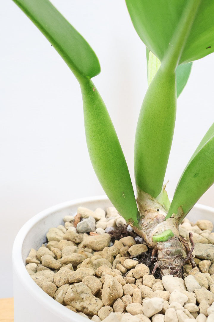 【フィロデンドロン キャニホニウム】APEGO初入荷！葉の根元が膨らんだオモシロいフォルムなんです！