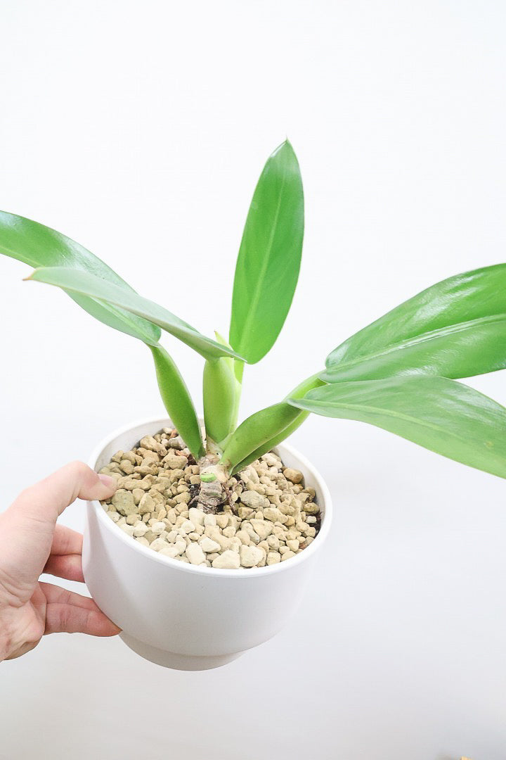 【フィロデンドロン キャニホニウム】APEGO初入荷！葉の根元が膨らんだオモシロいフォルムなんです！