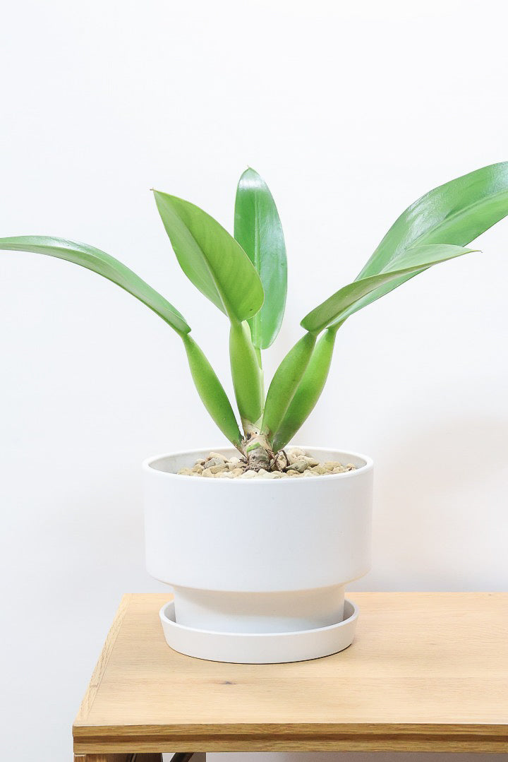 【フィロデンドロン キャニホニウム】APEGO初入荷！葉の根元が膨らんだオモシロいフォルムなんです！