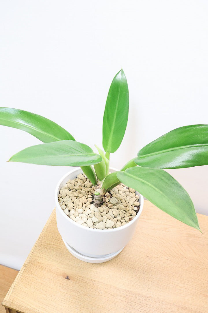 【フィロデンドロン キャニホニウム】APEGO初入荷！葉の根元が膨らんだオモシロいフォルムなんです！