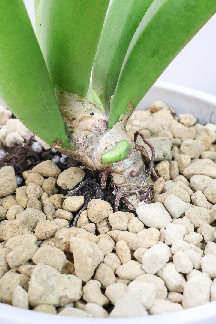 【フィロデンドロン キャニホニウム】APEGO初入荷！葉の根元が膨らんだオモシロいフォルムなんです！