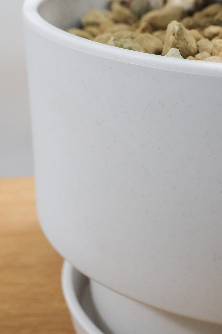 【フィロデンドロン キャニホニウム】APEGO初入荷！葉の根元が膨らんだオモシロいフォルムなんです！