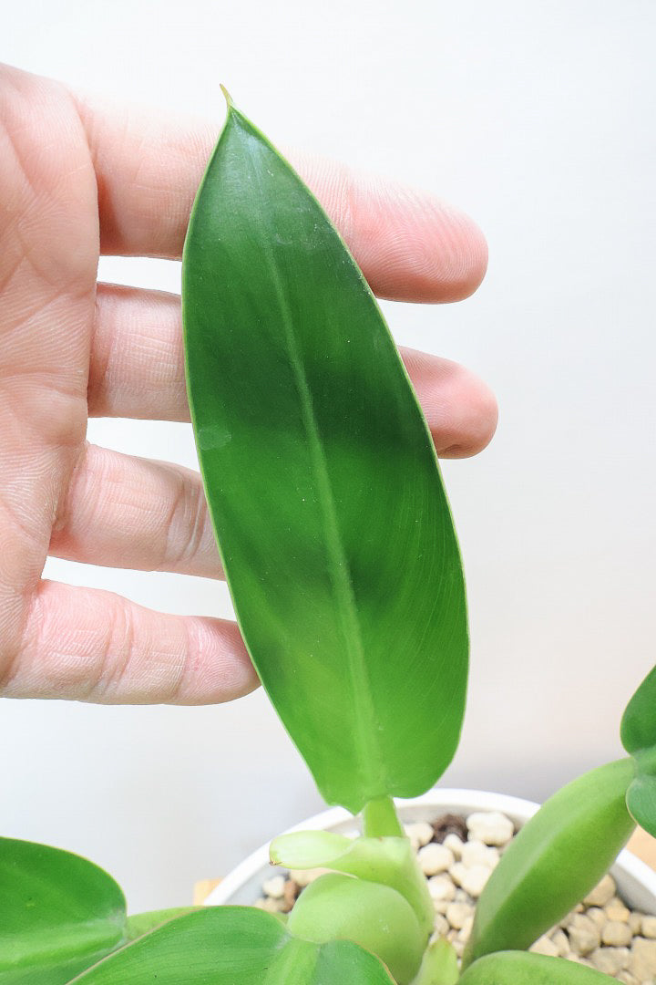 【フィロデンドロン キャニホニウム】APEGO初入荷！葉の根元が膨らんだオモシロいフォルムなんです！